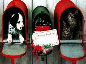 новогодние котята и собачки новогодние котята и собачки